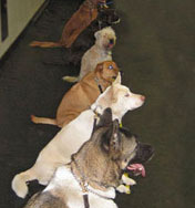 off-leash commands
